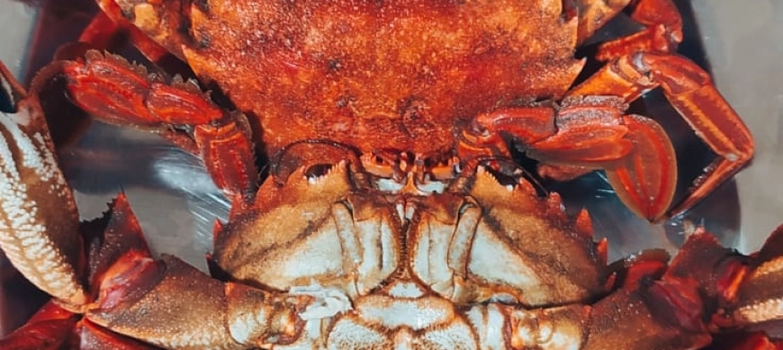 COMO PREPARAR NECORAS O ANDARICAS EN EL THERMOMIX